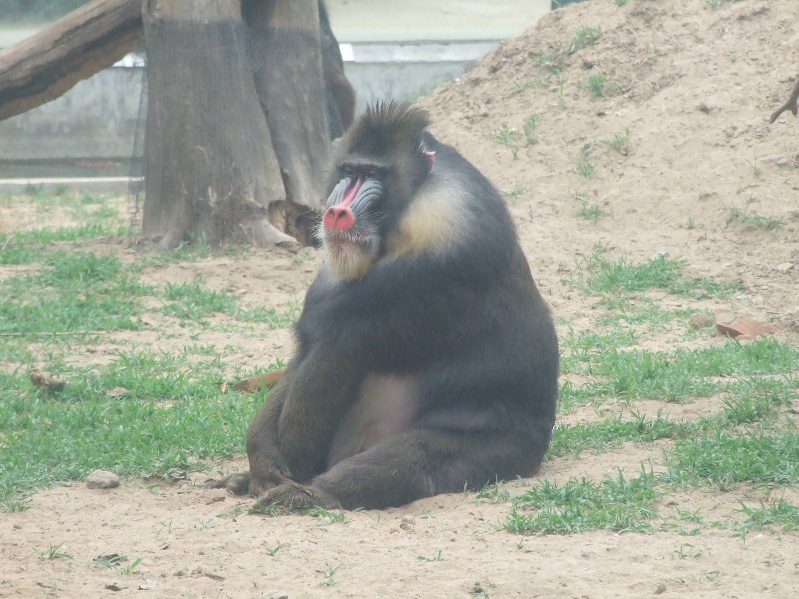 Mandrill, a little fat?