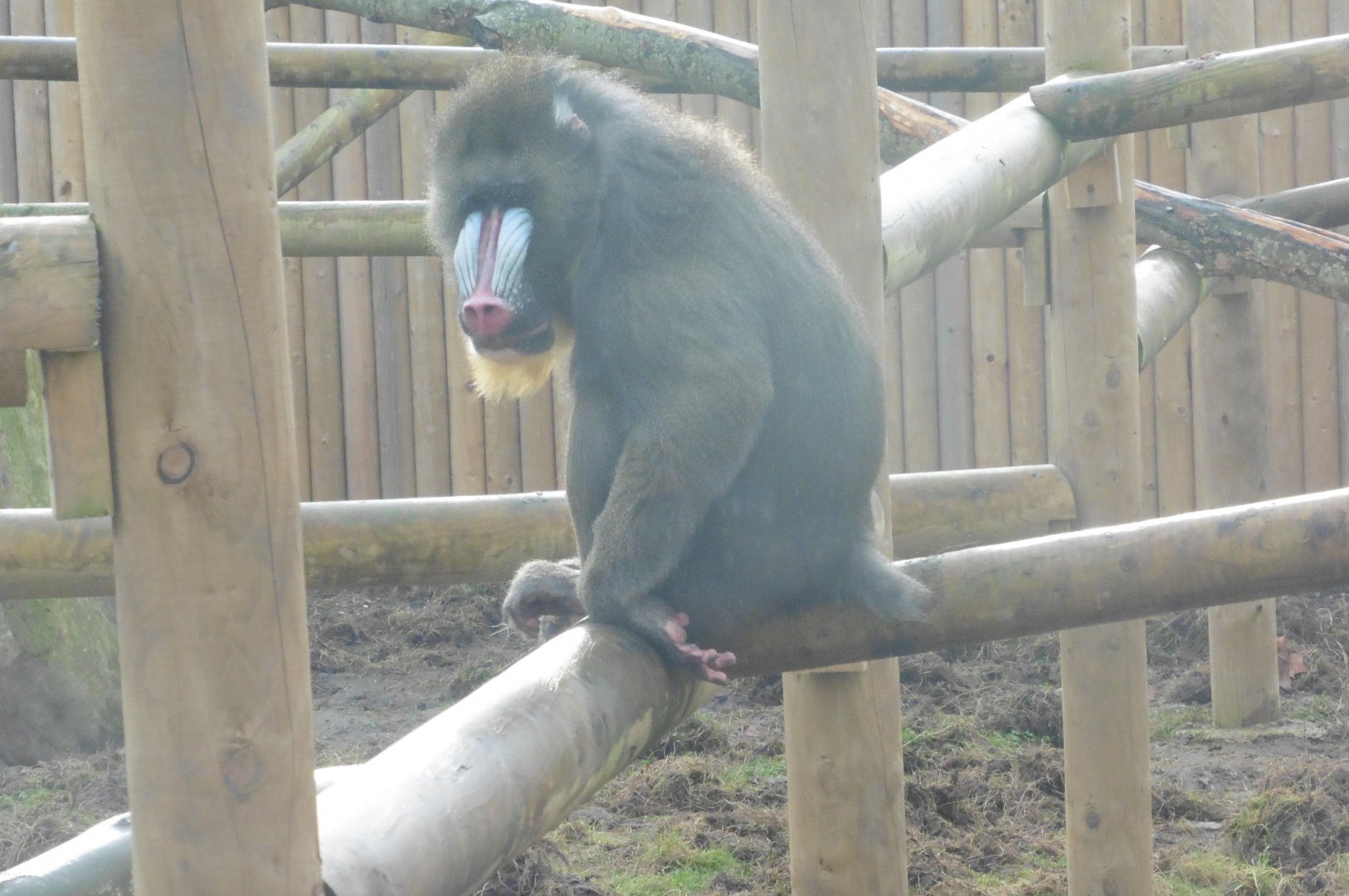 Mandrill (alpha male)