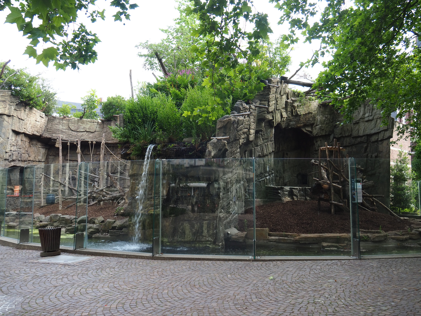 Mandrill and Colombian black spider monkey outdoor exhibits, 2020-06-28