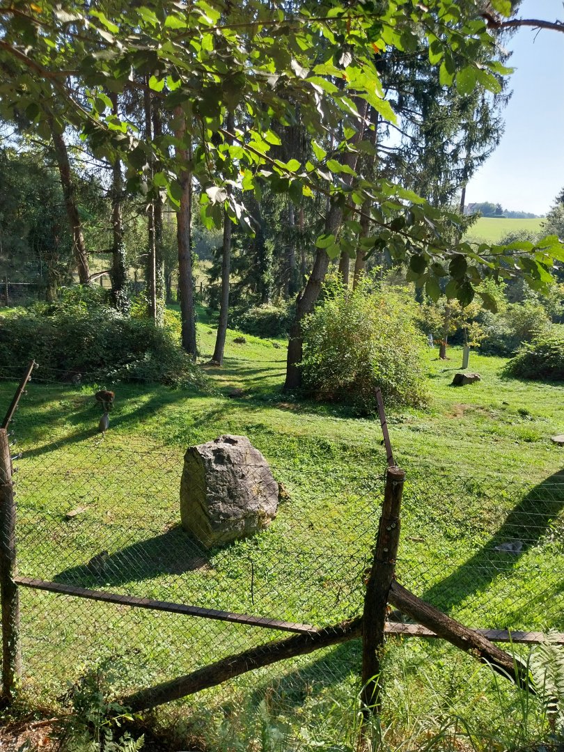 Mandrill and grivet guenon enclosure