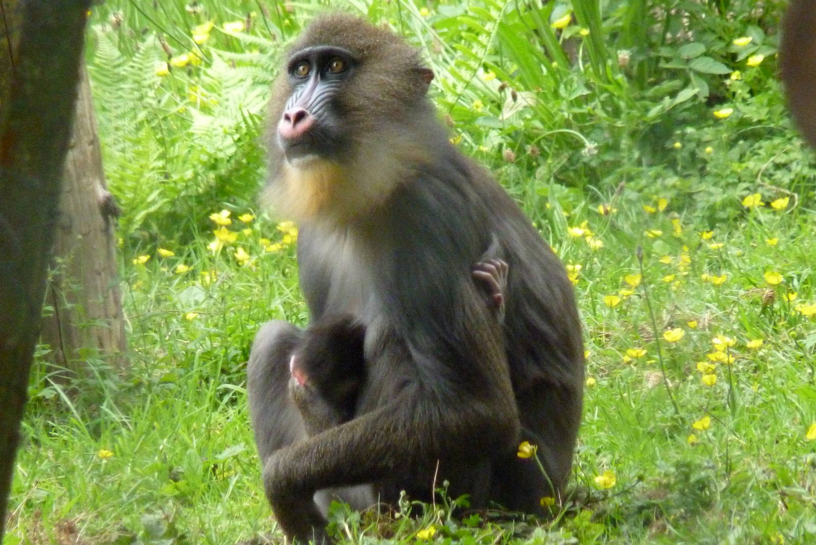 Mandrill and new-born infant, 28 May 2014