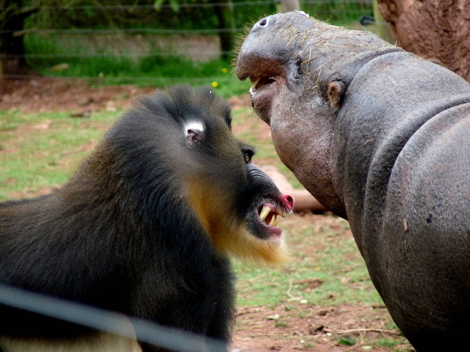 Mandrill and pygmy hippo squaring up!