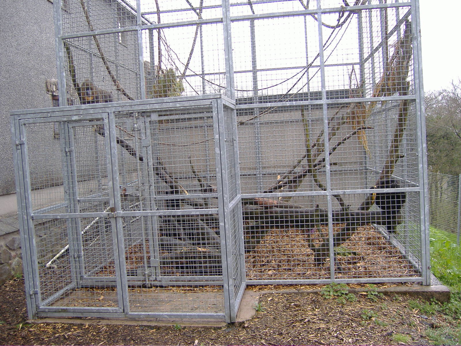 Mandrill and Spider Monkey Cefn-yr-Erw