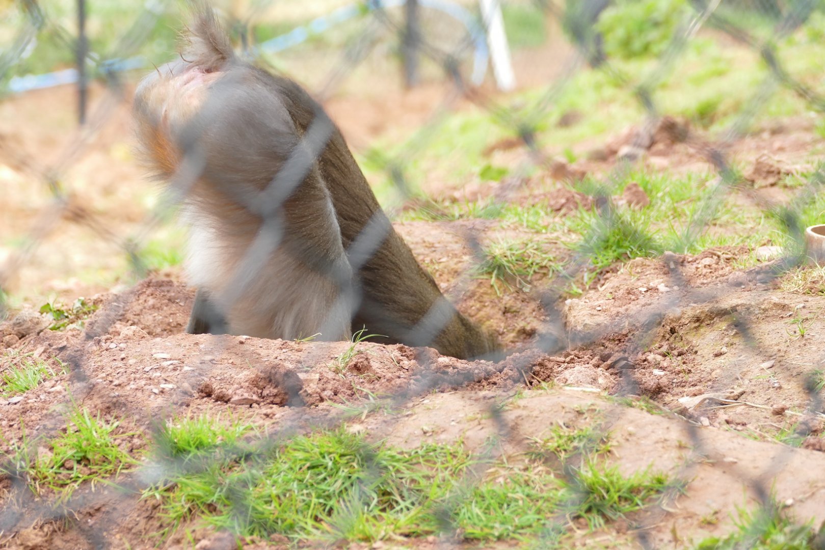 Mandrill, April 2022