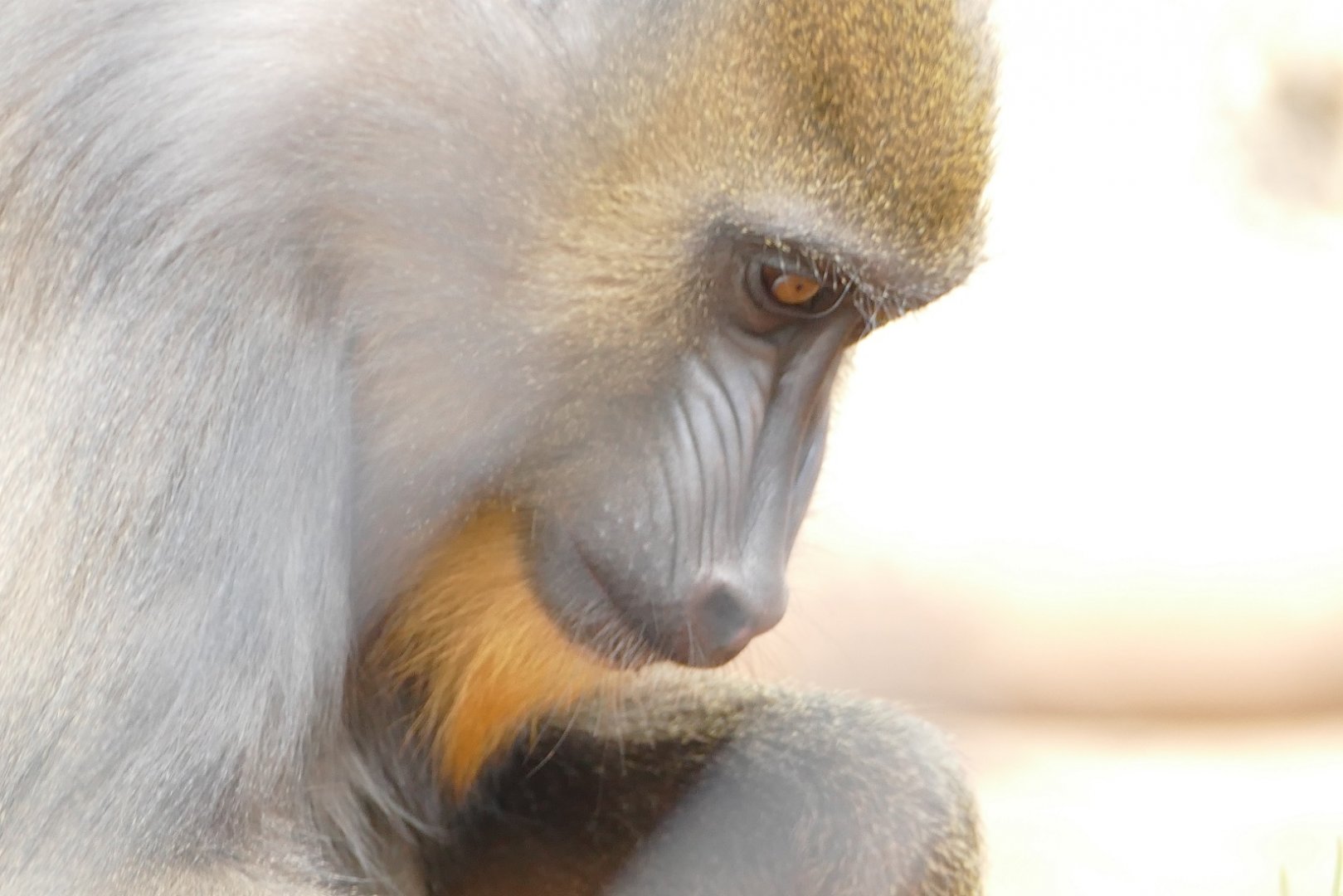 Mandrill, April 2022