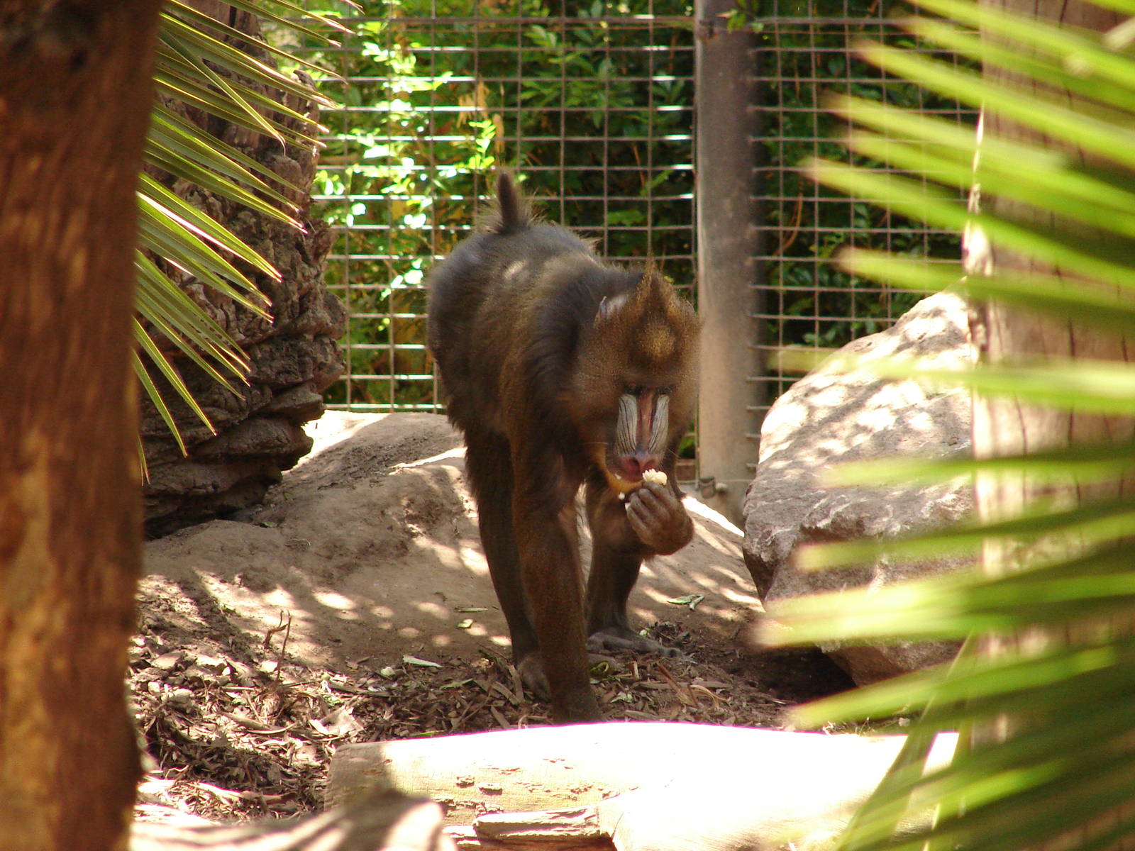 Mandrill at Adelaide