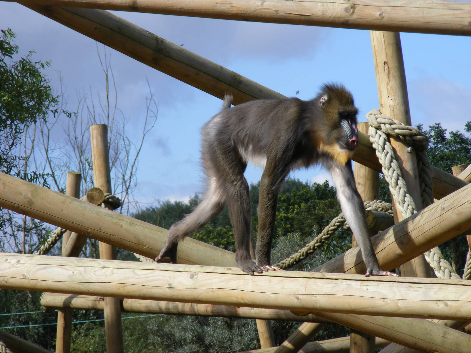 Mandrill at Colchester Zoo, 17 September 2010