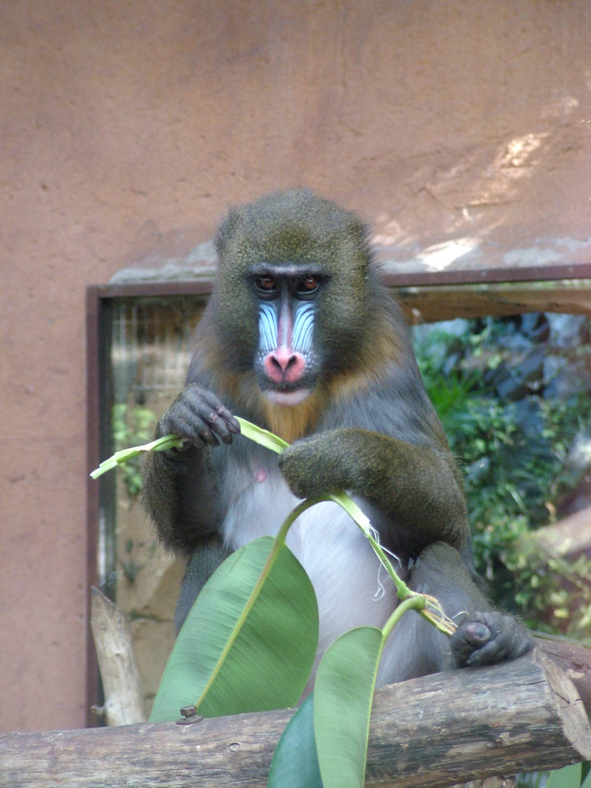 Mandrill at Jungle Park (Las Aguilas), 13/11/10