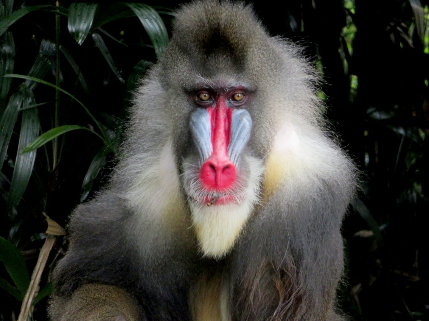 Mandrill at Singapore Zoo
