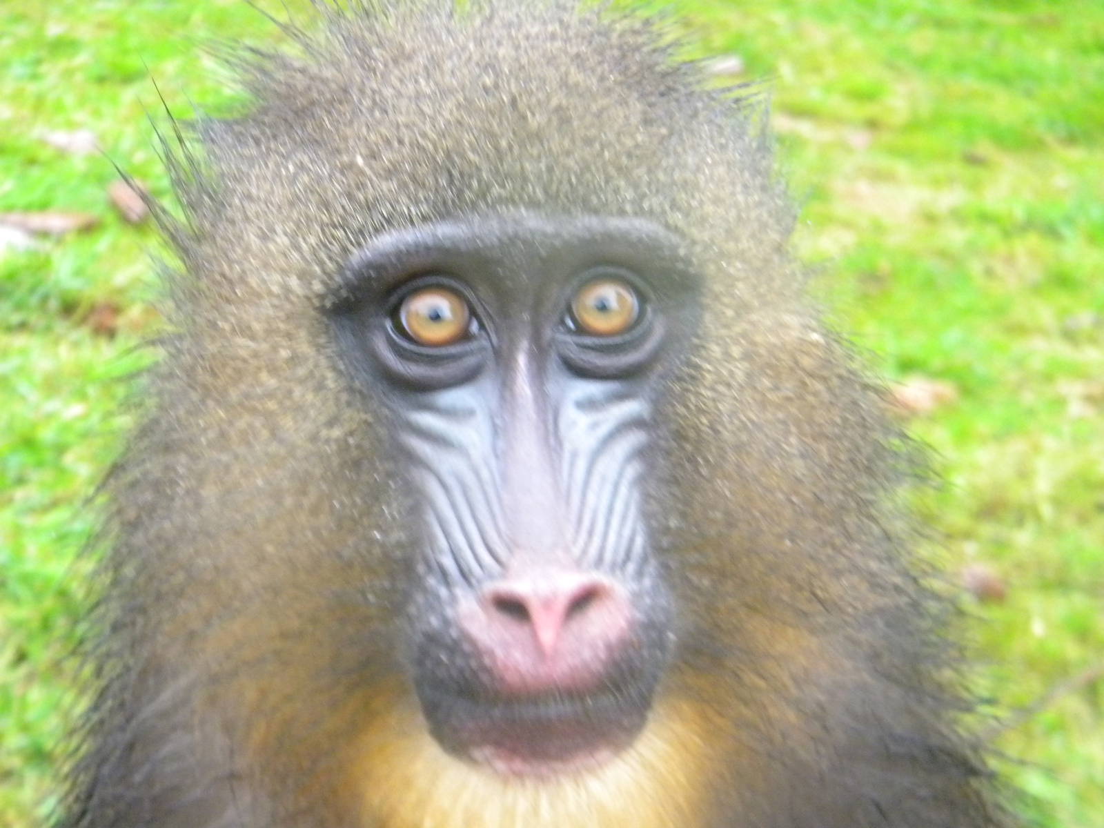 Mandrill at SLWAP 16/07/11