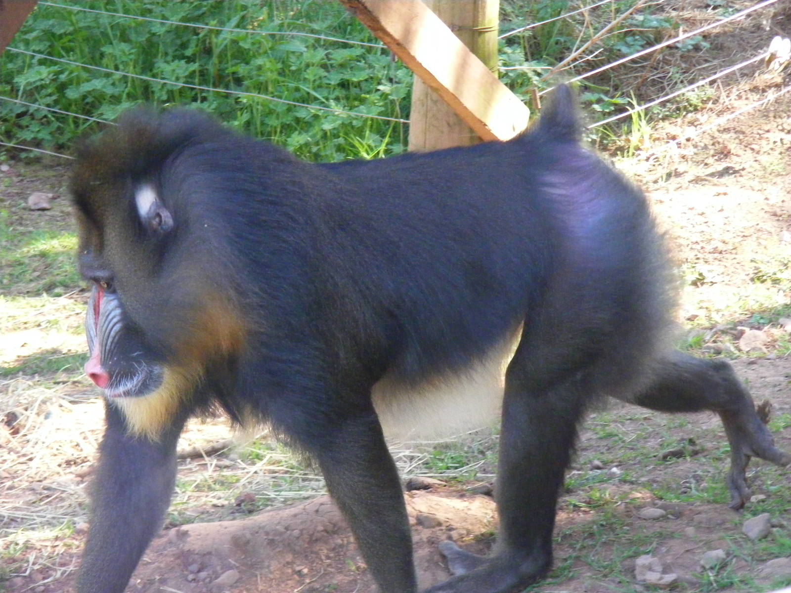 Mandrill at South Lakes Wild Animal Park, 23 May 2010