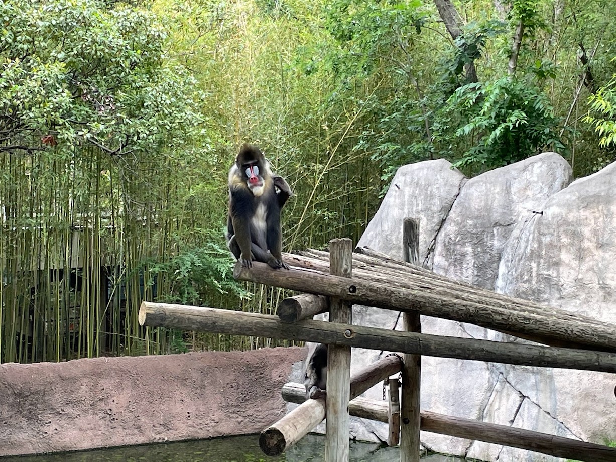 Mandrill at World of Primates