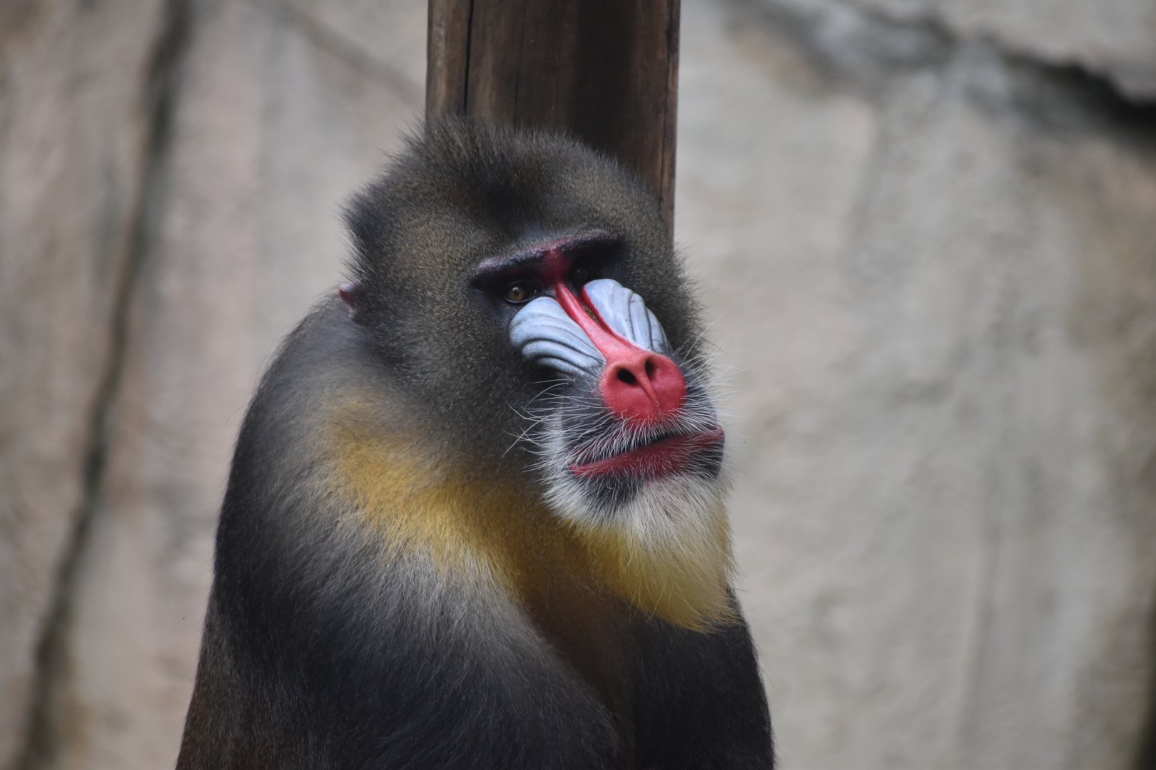 Mandrill at World of Primates