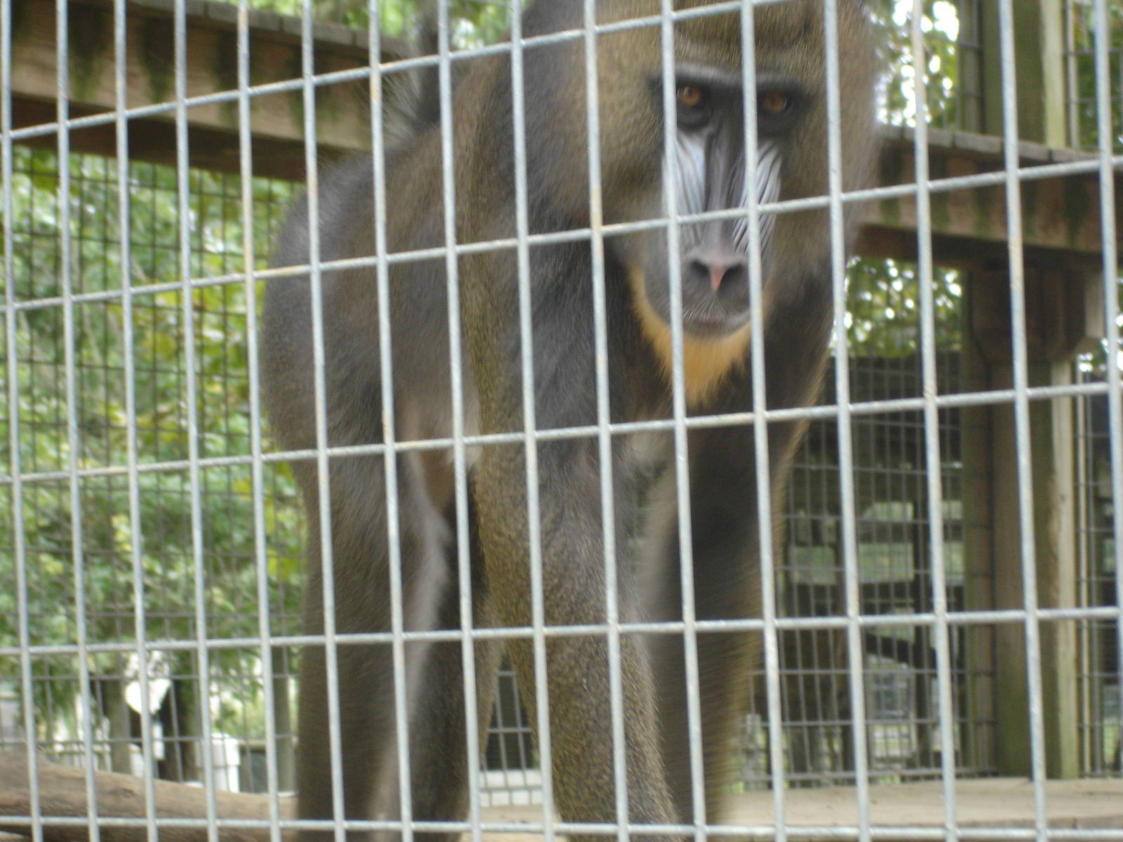 Mandrill Baboon