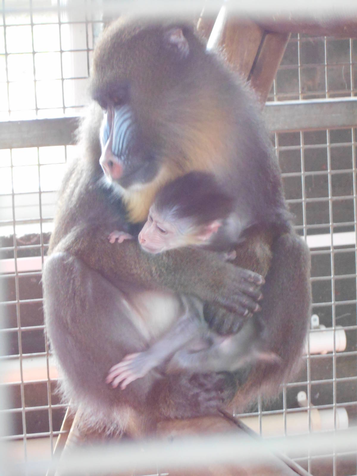 Mandrill baby - 10/06/2016