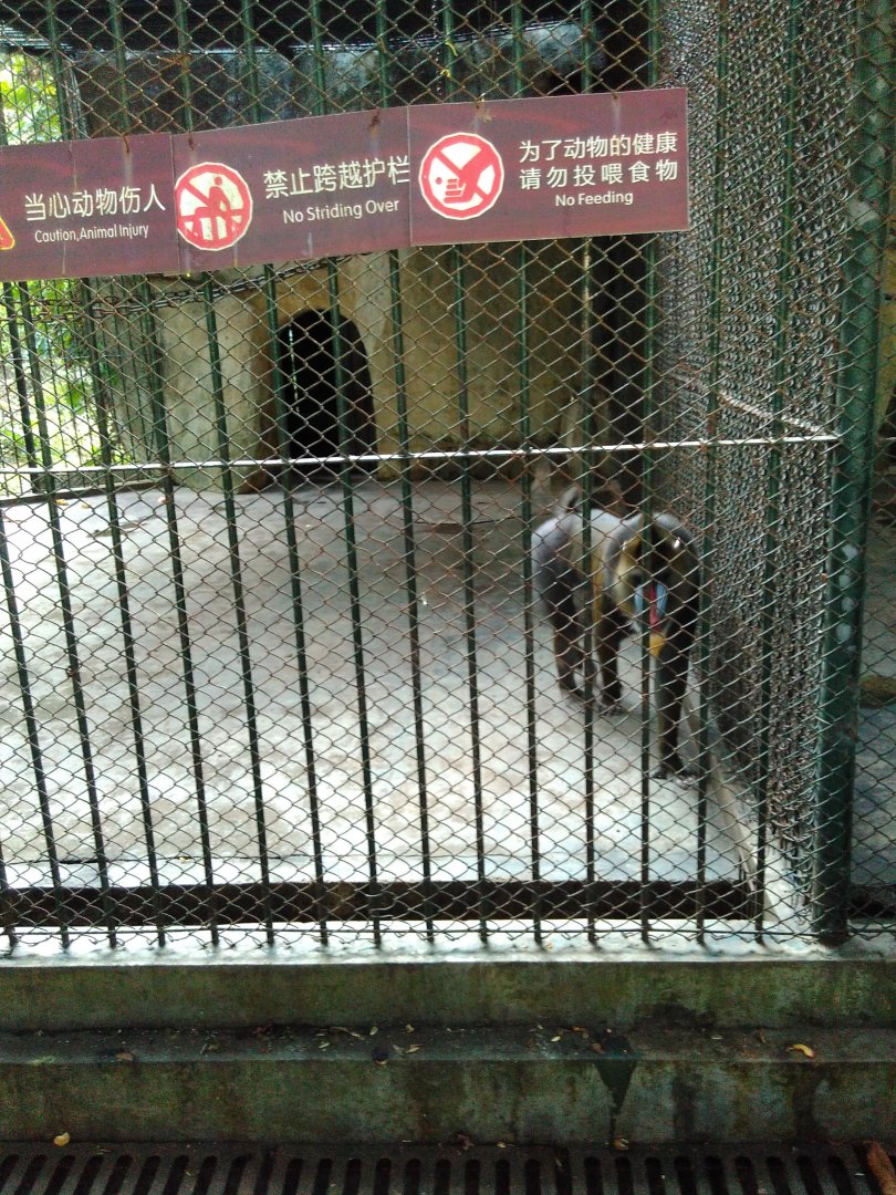 Mandrill cage