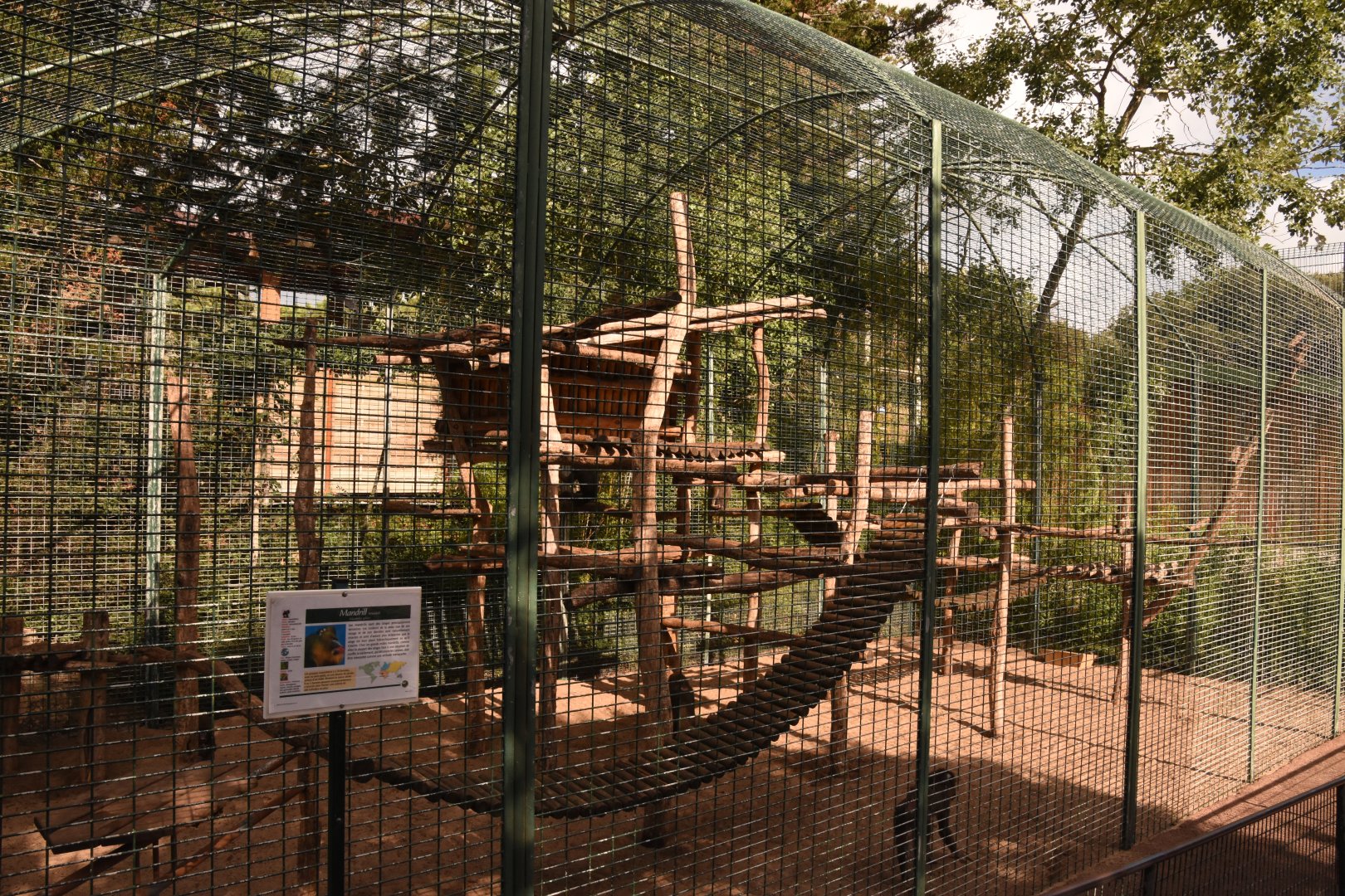 Mandrill cage