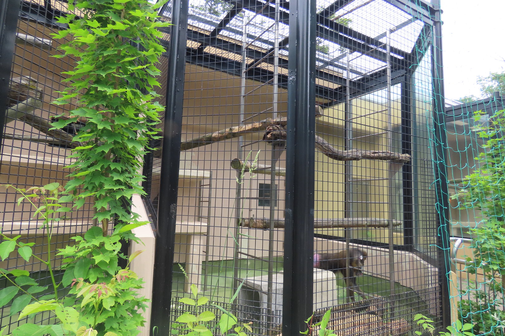 Mandrill cage