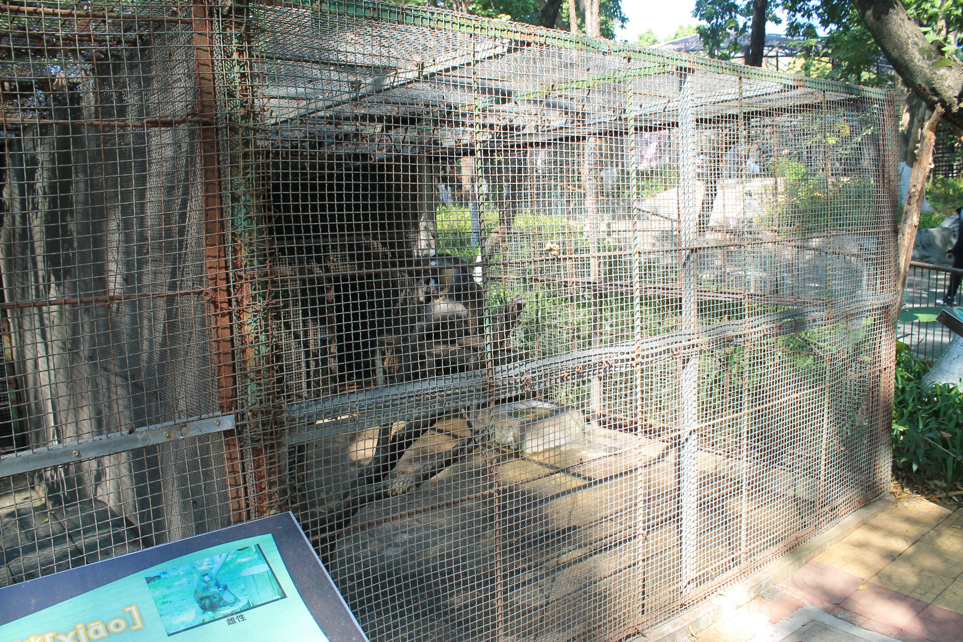 Mandrill cage