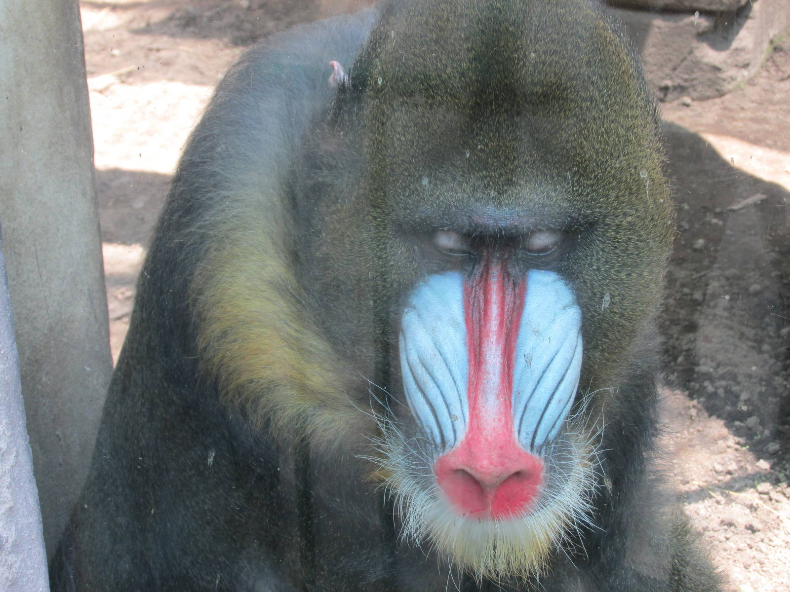 Mandrill Chapultepec Zoo