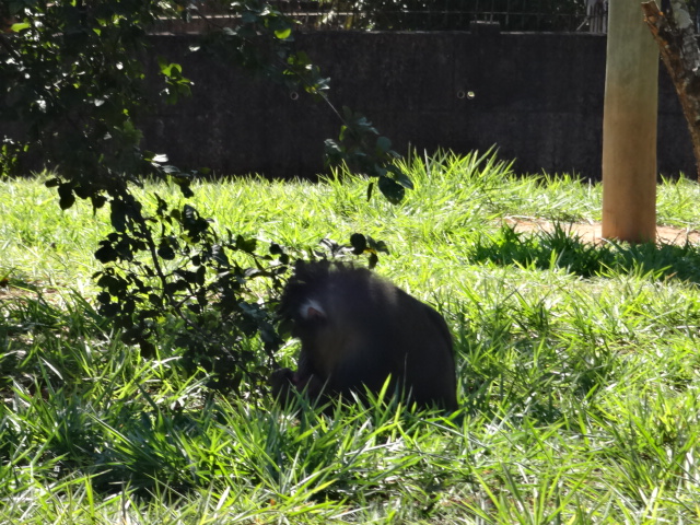 Mandrill (circa 2013) - Belo Horizonte zoo