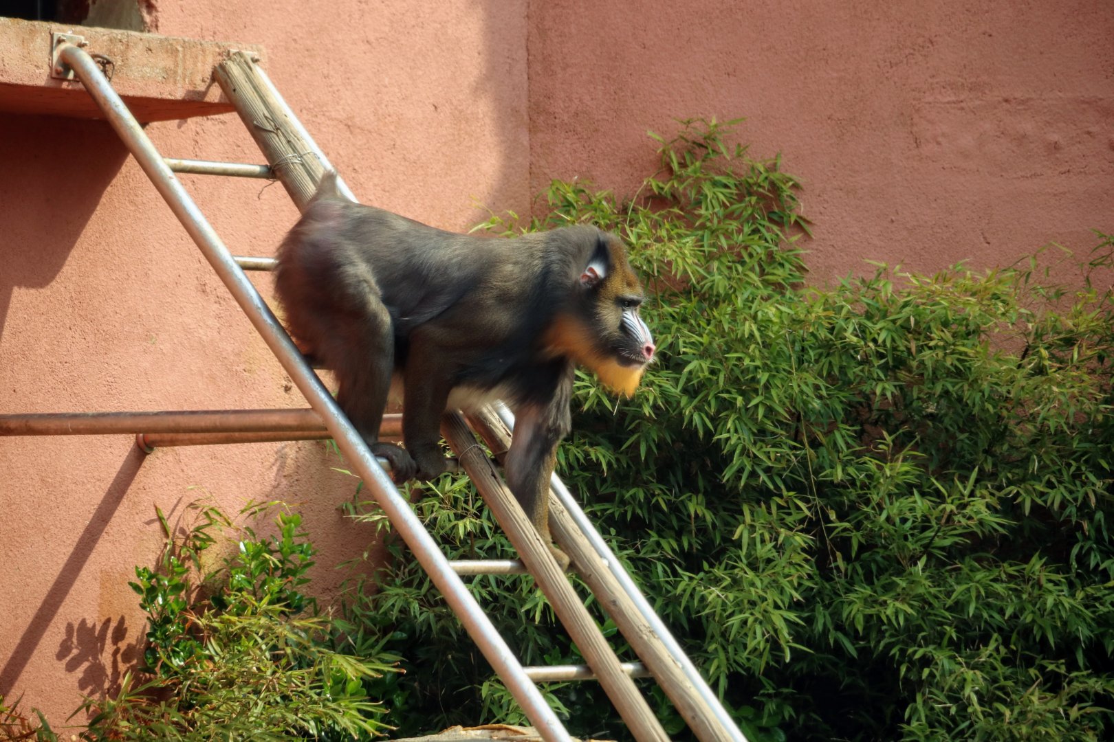 Mandrill climbing down