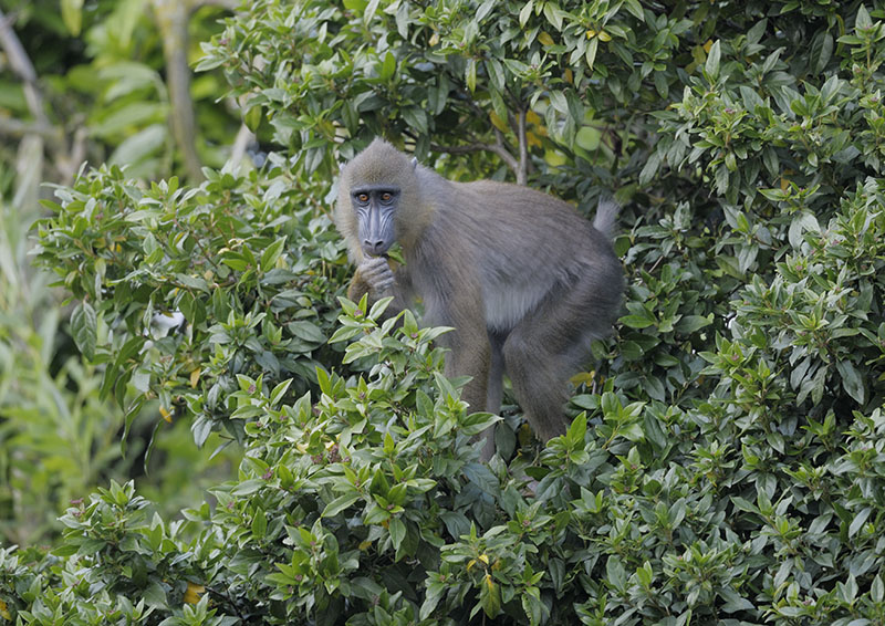 Mandrill climbing