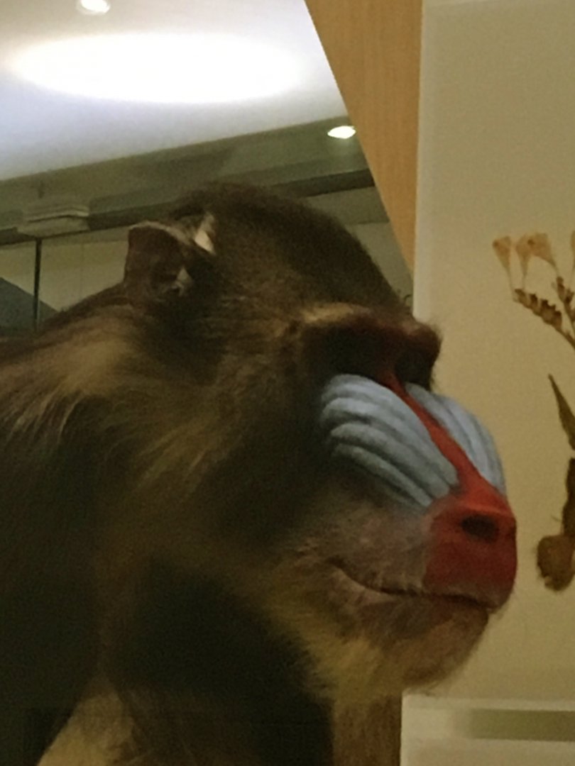 Mandrill Closeup
