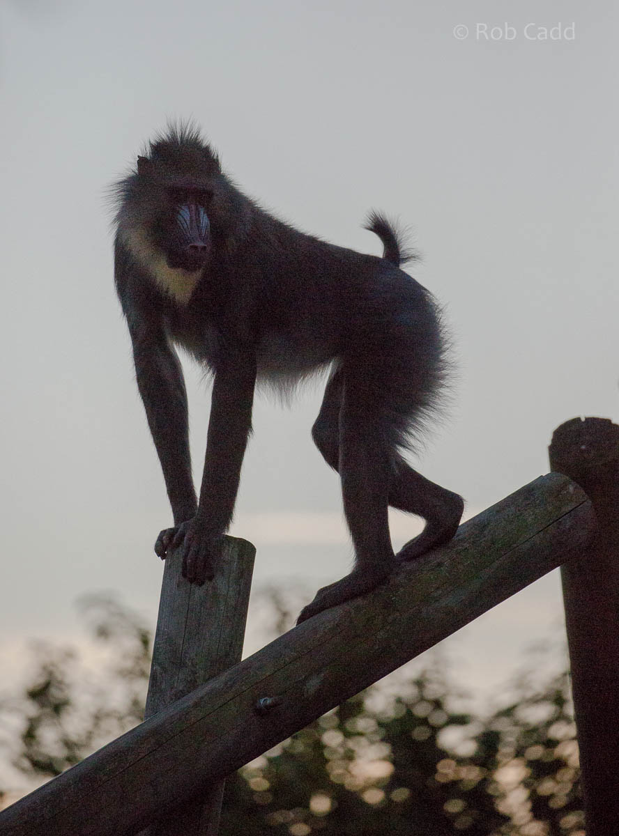 Mandrill : Colchester : 19 Sep 2015