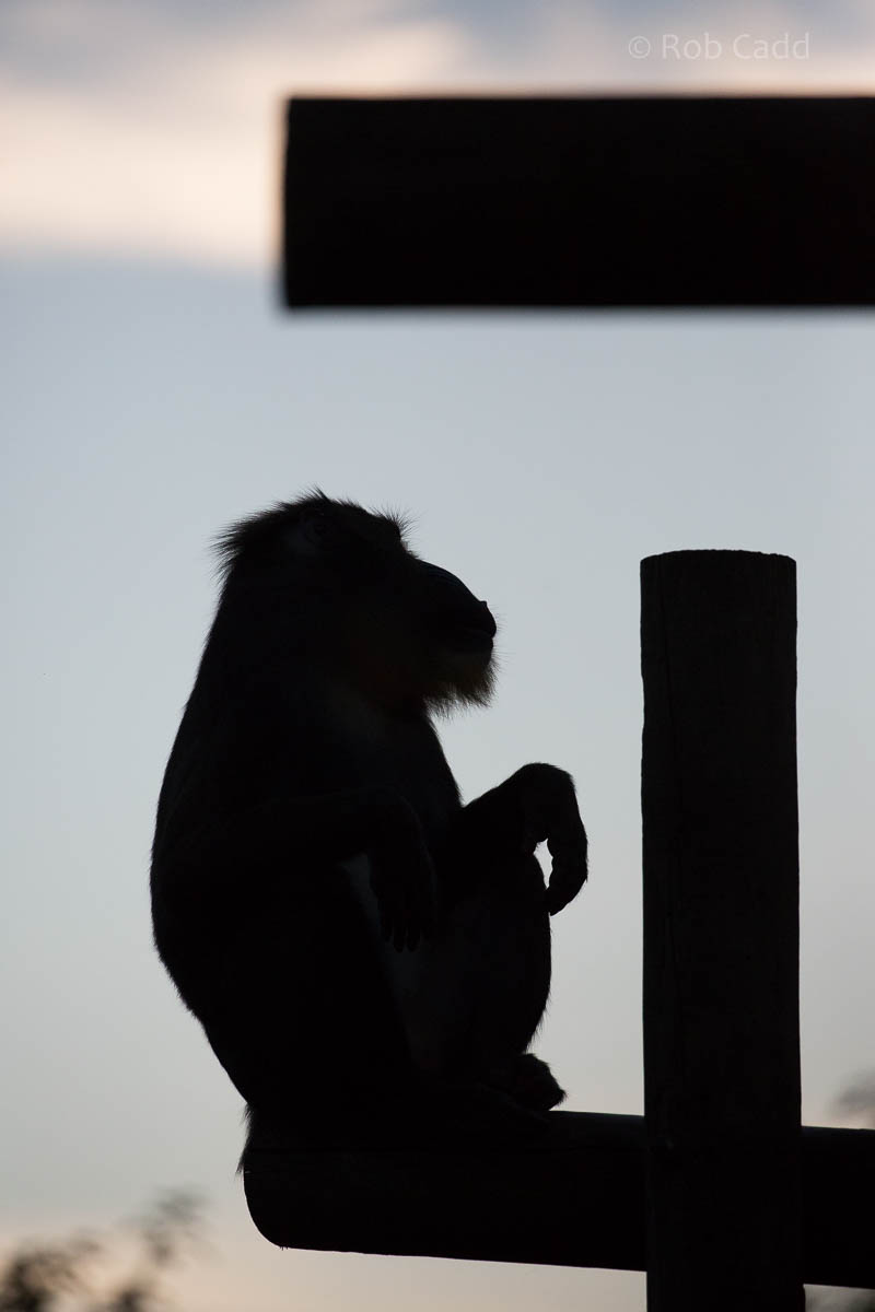 Mandrill : Colchester : 19 Sep 2015