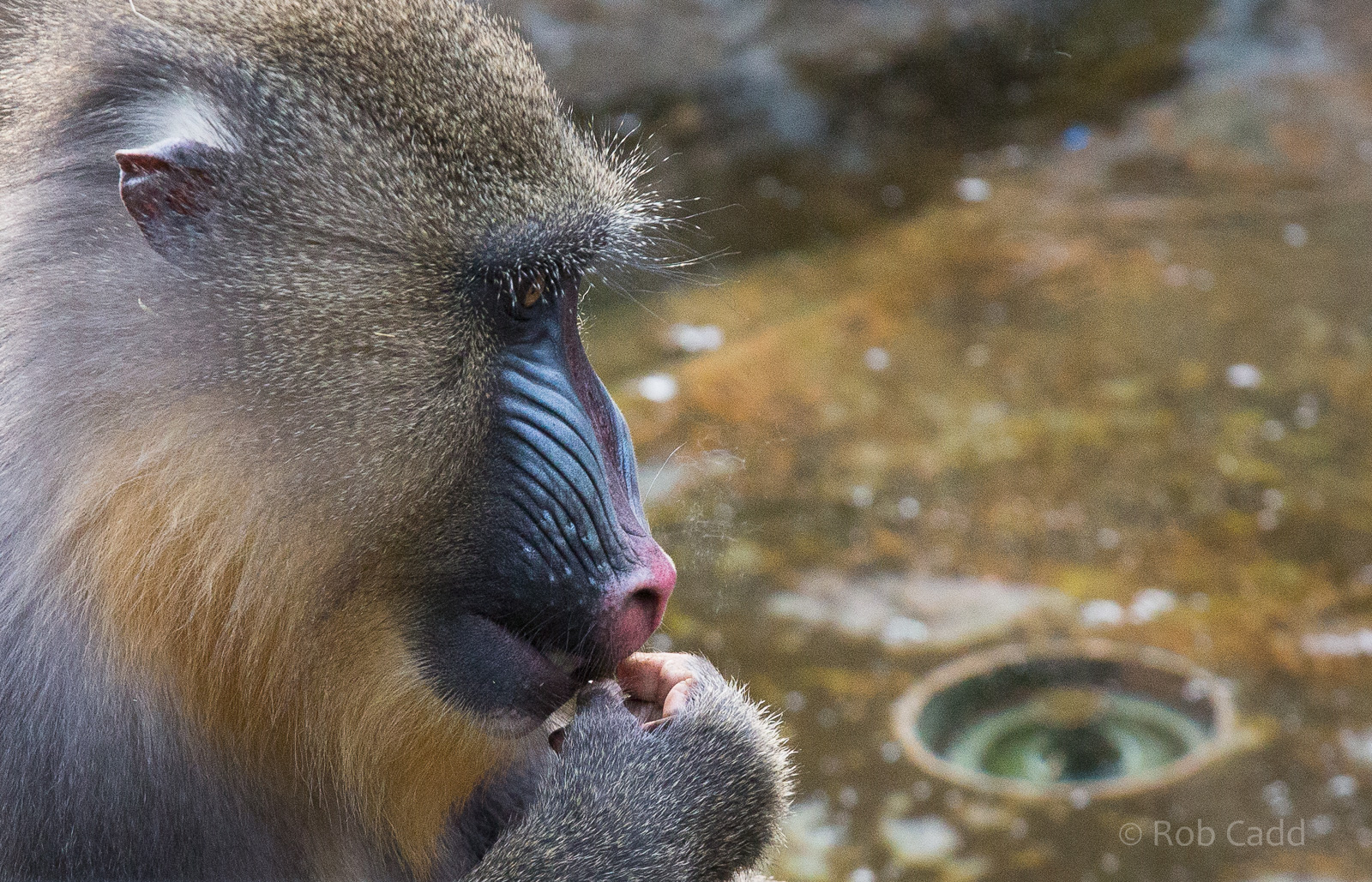 Mandrill : Colchester : 22 Aug 2014