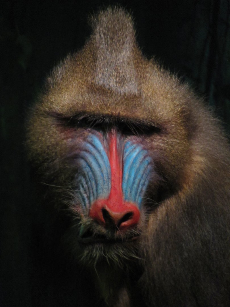 Mandrill Diorama Mandrill Portrait