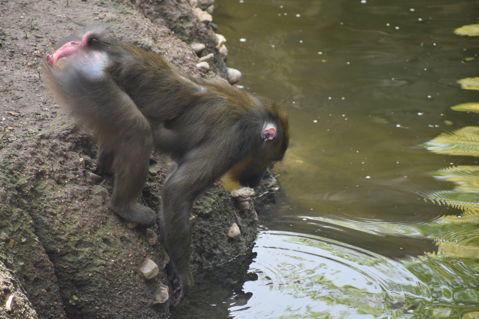 Mandrill Drinking