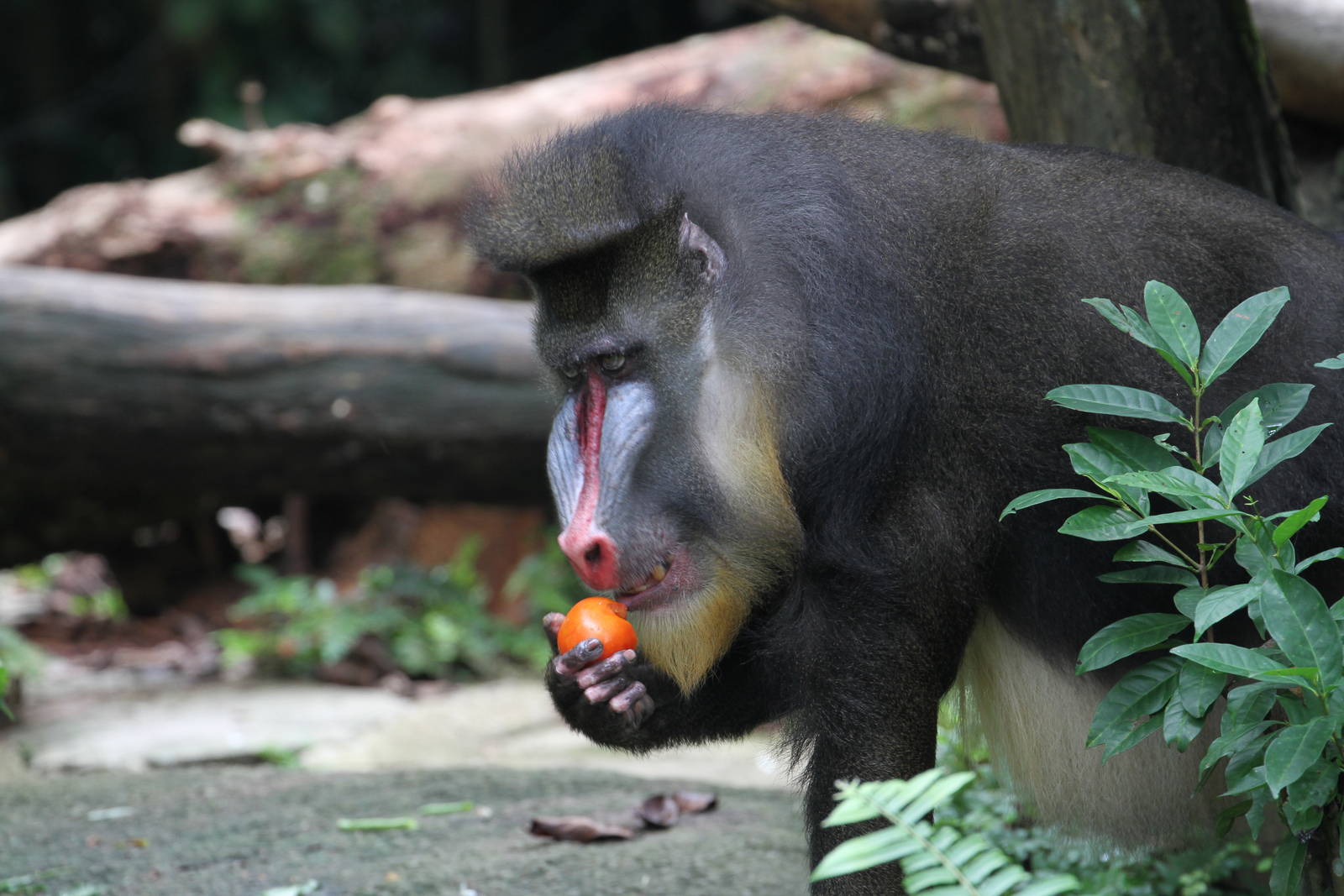 Mandrill Eating Mandarin