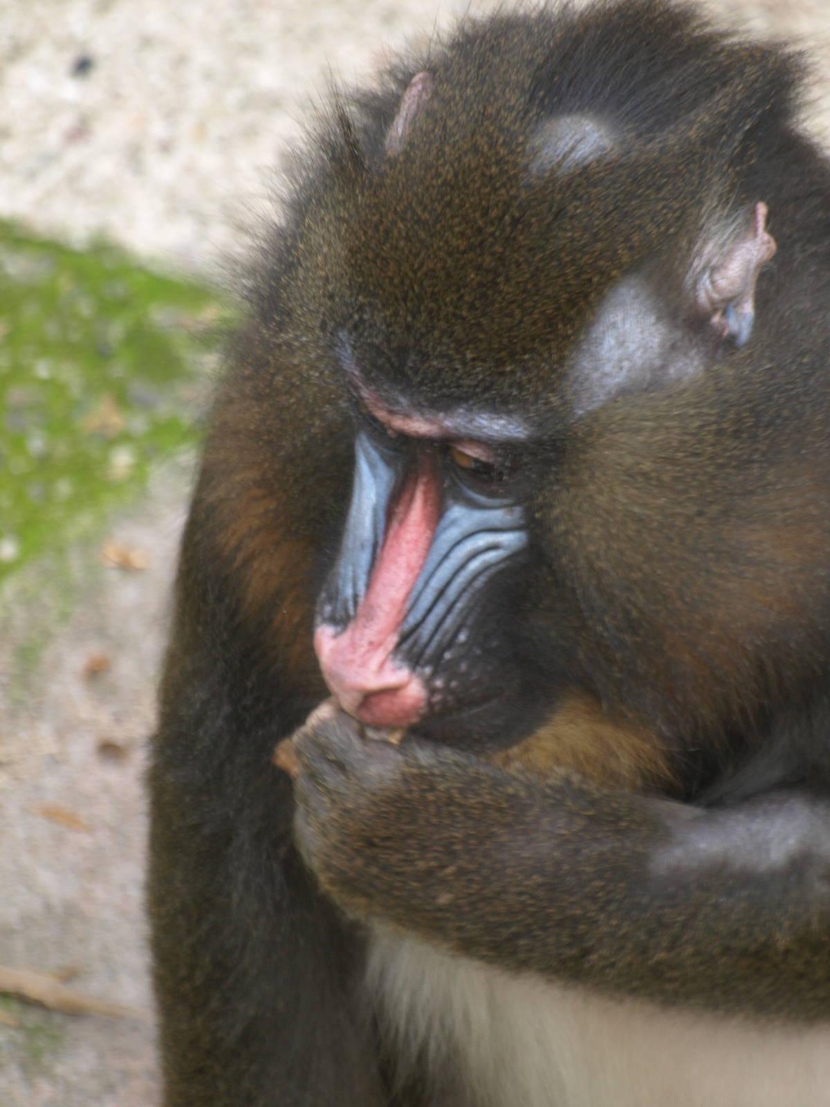 mandrill eating