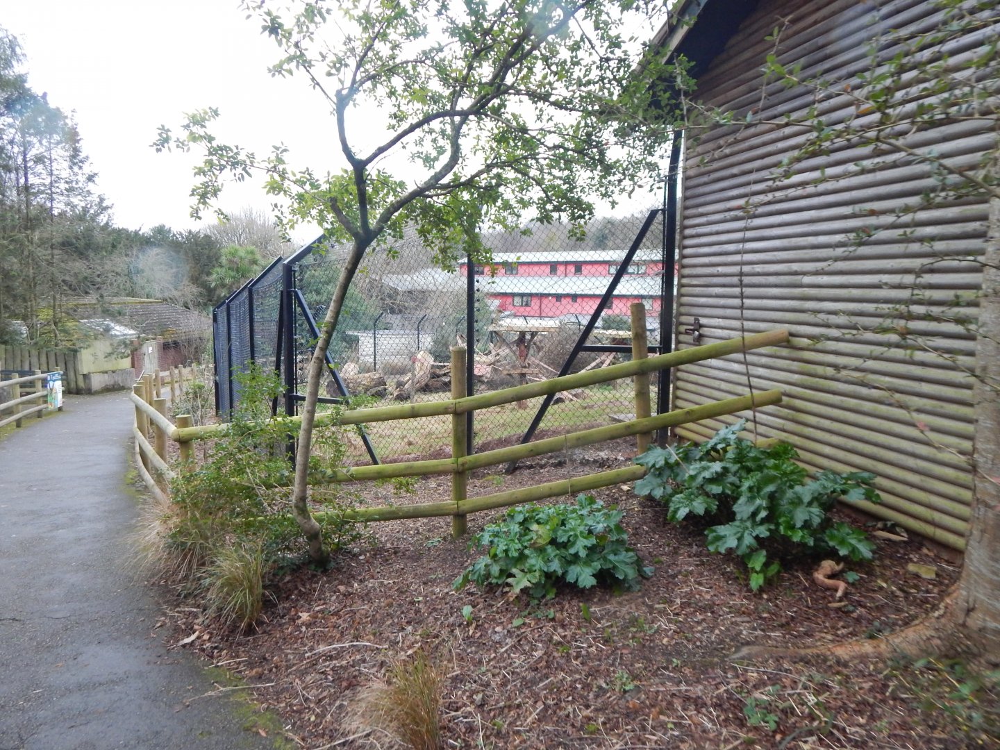 Mandrill enclosure 050224