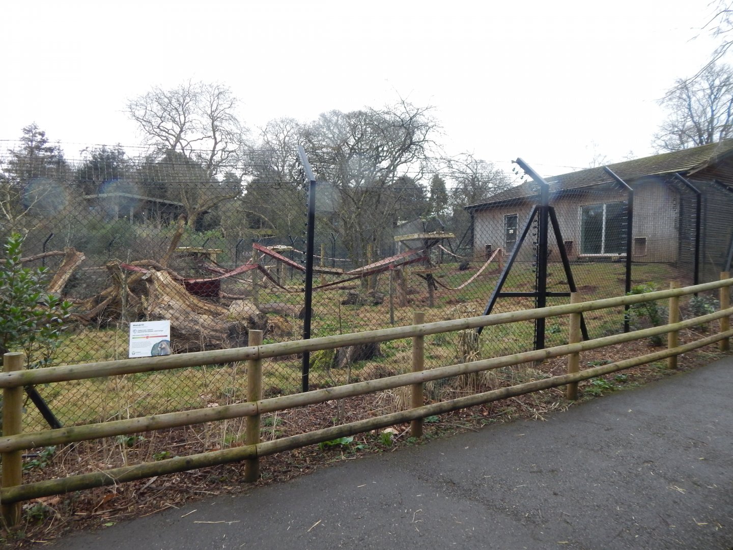 Mandrill enclosure 050224