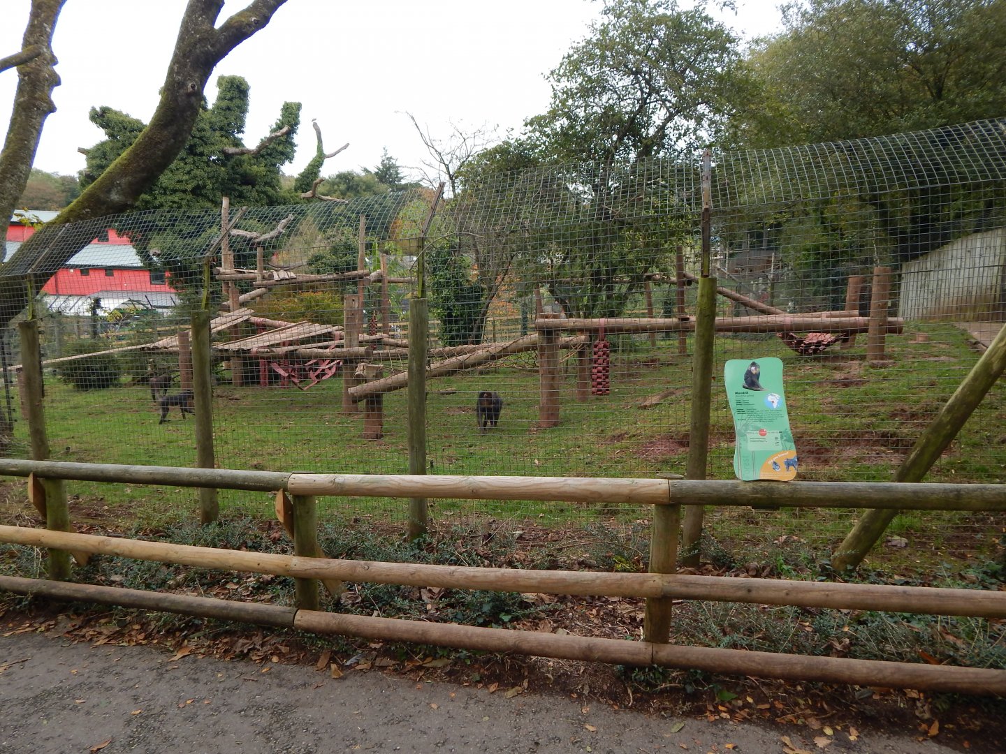 Mandrill enclosure 181020
