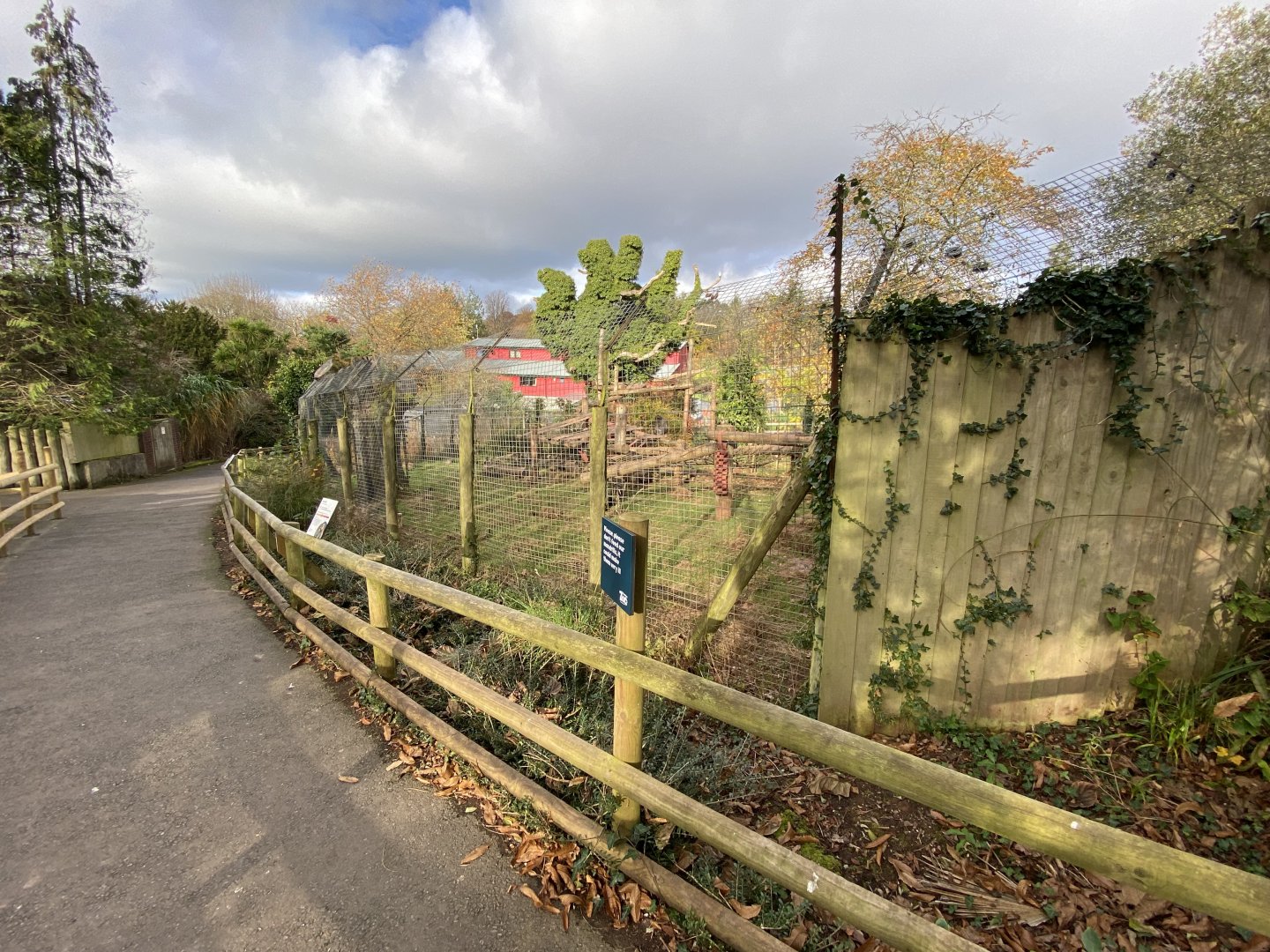 Mandrill enclosure 201121