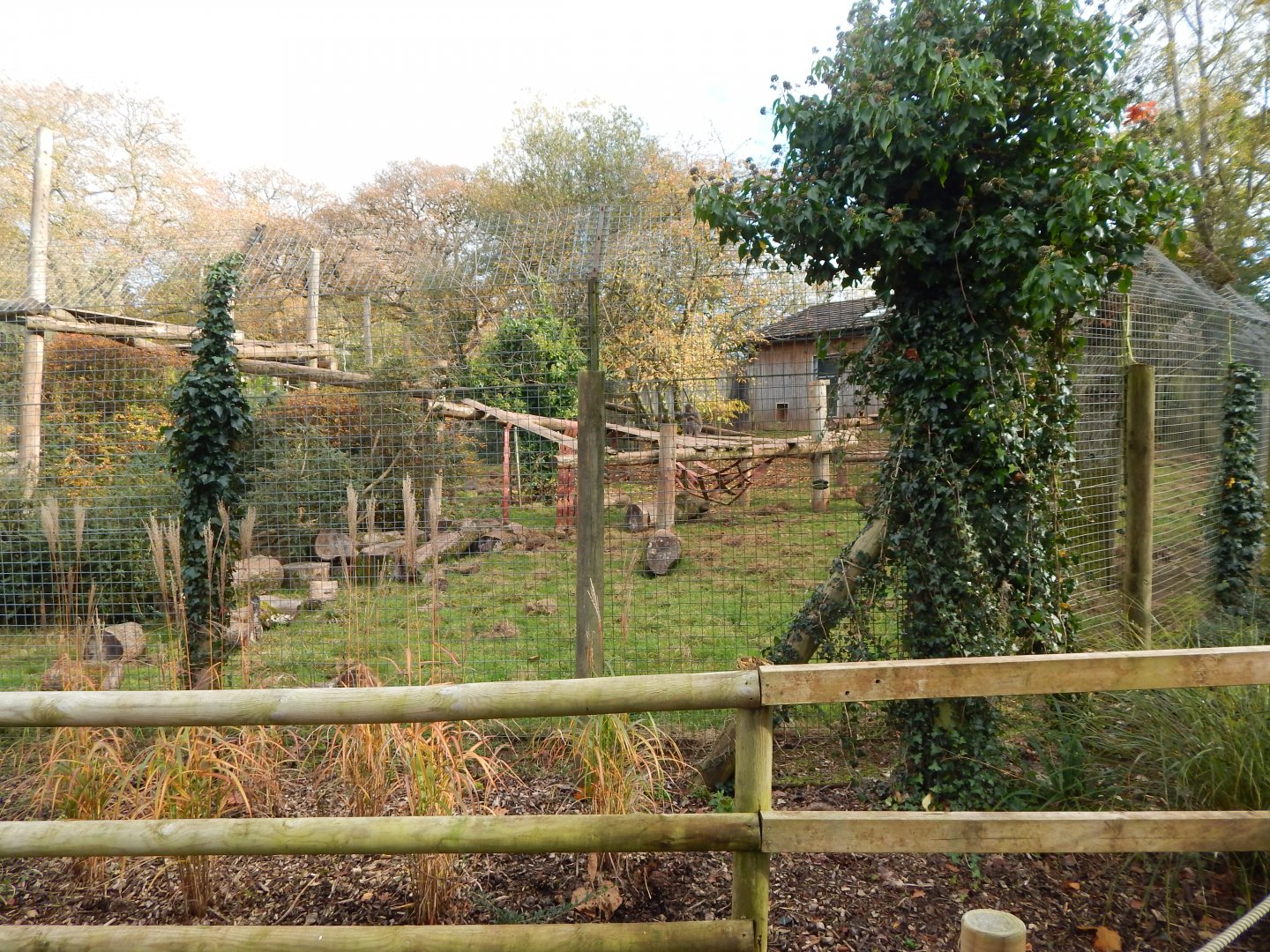 Mandrill enclosure 201121
