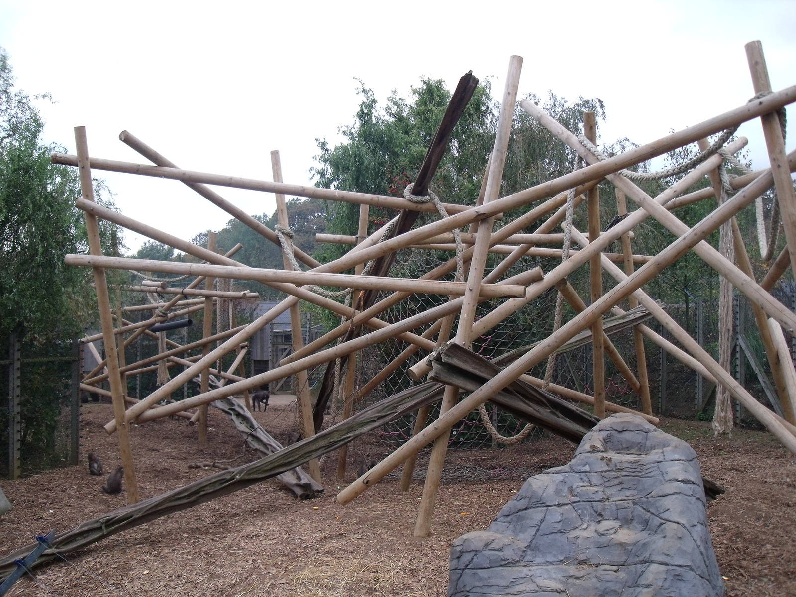 Mandrill enclosure 28 Oct 2009