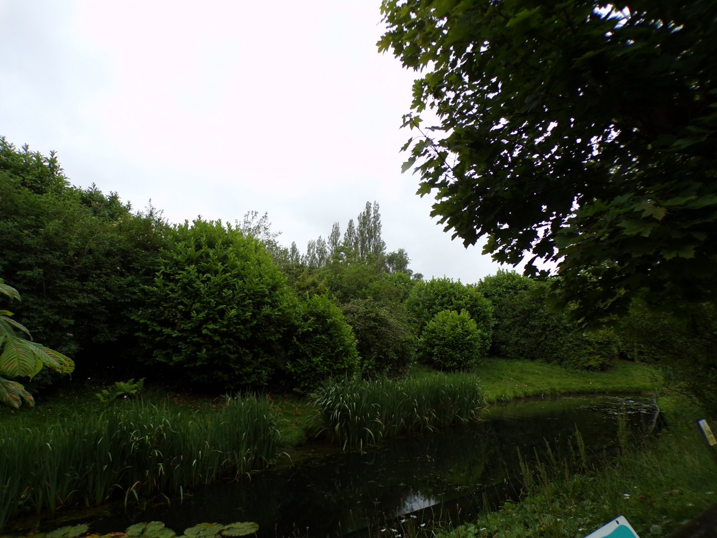Mandrill enclosure 29.6.24