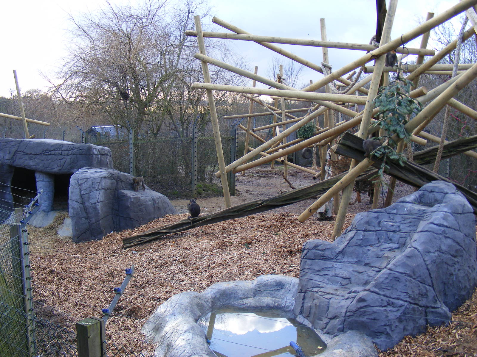 Mandrill enclosure at Colchester Zoo, 13 February 2009