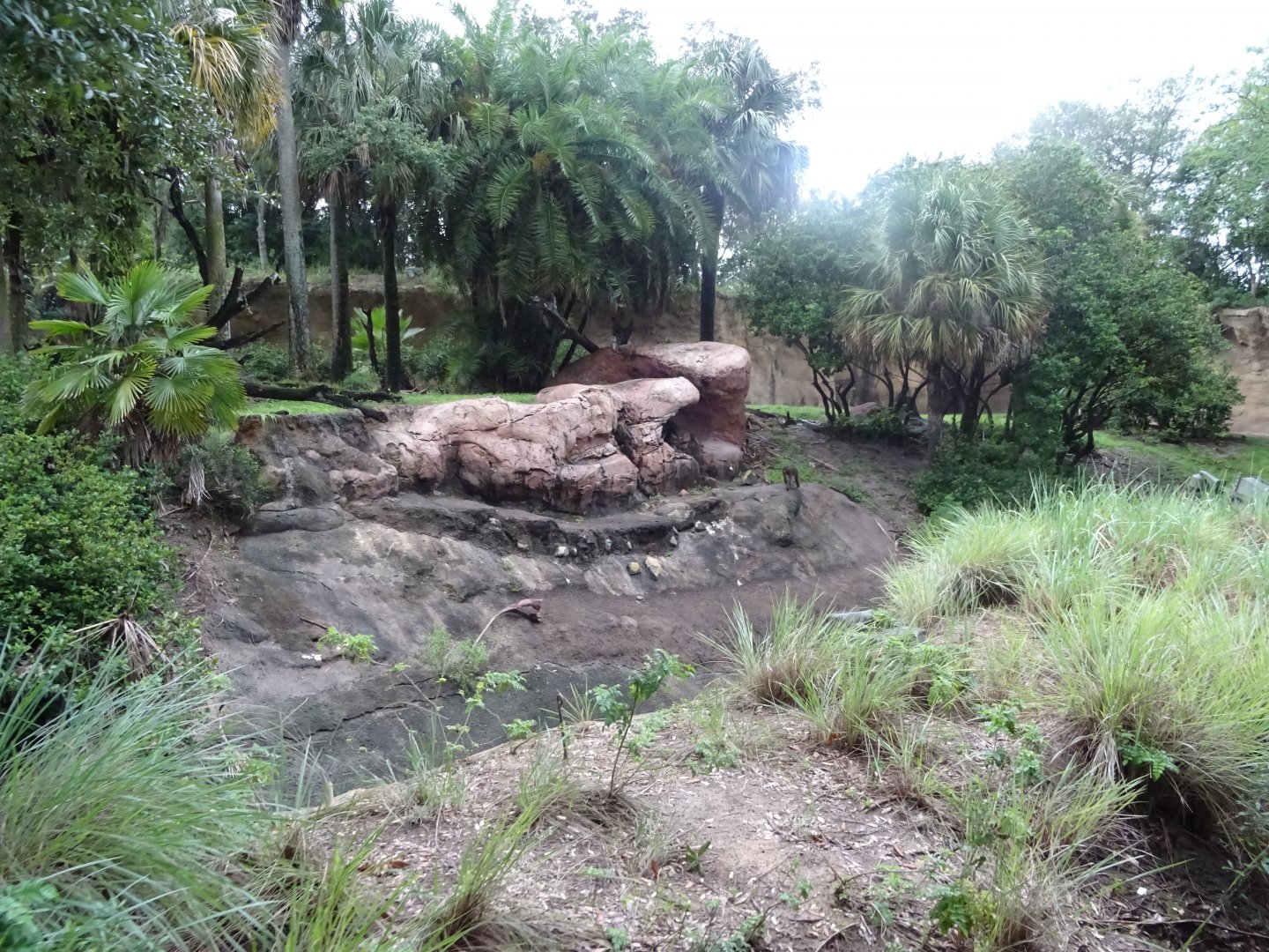 Mandrill Enclosure at Disney's Animal Kingdom (2014)