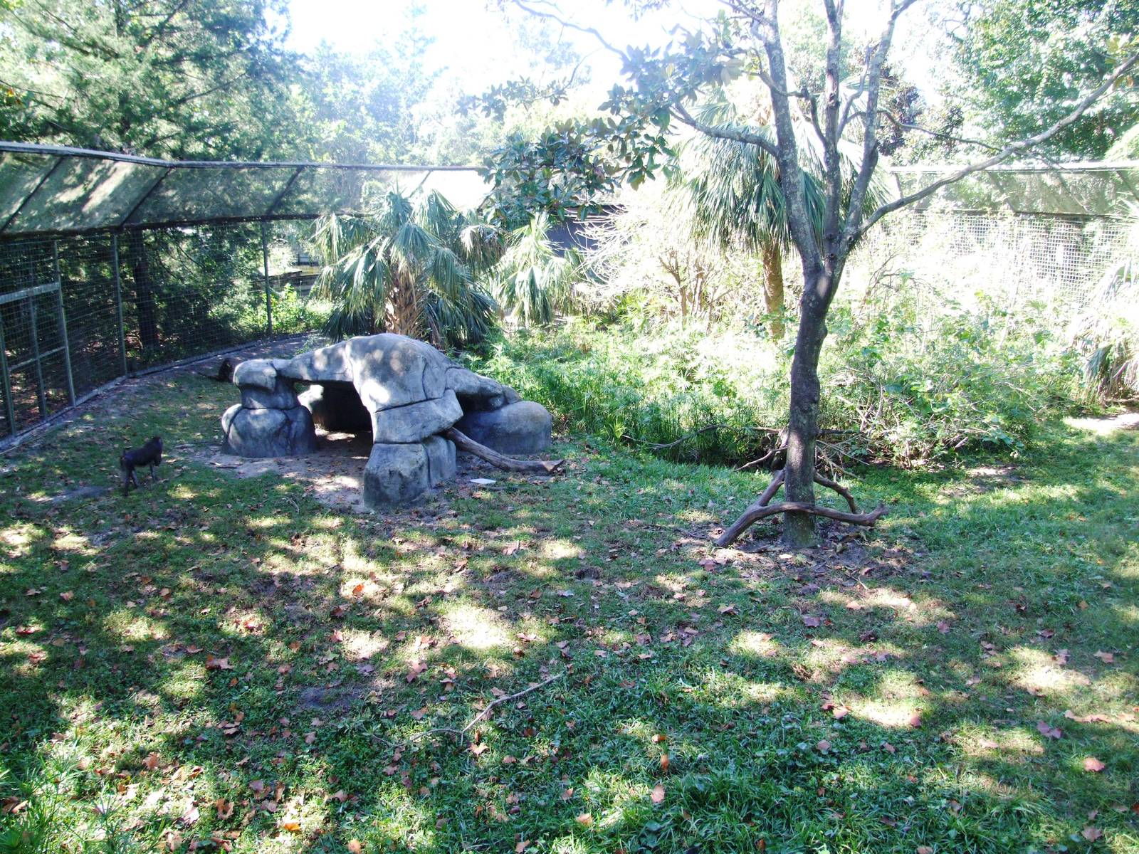 Mandrill Enclosure at Jacksonville, 10/10/13