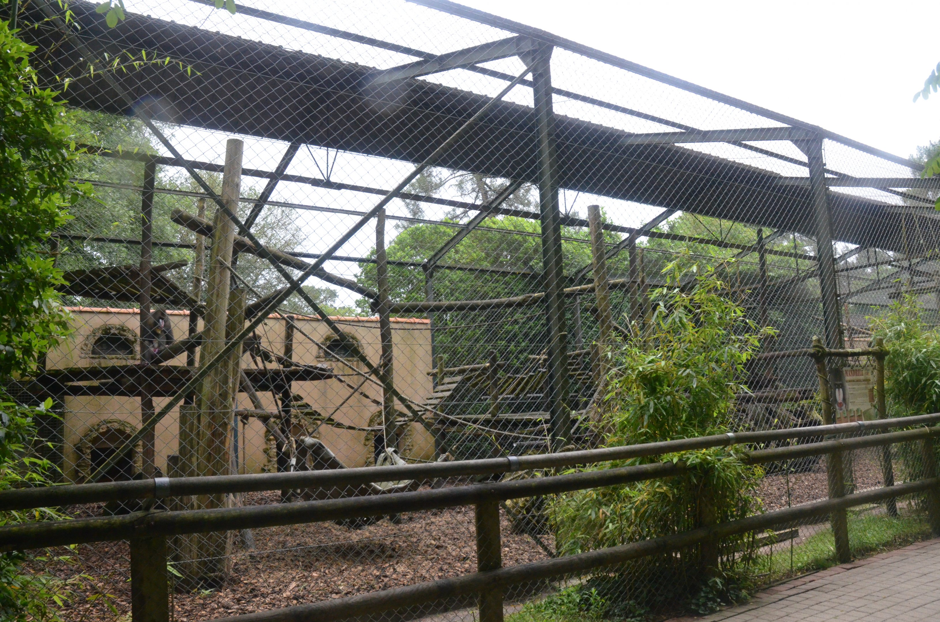 Mandrill Enclosure at La Flèche, 11/06/18