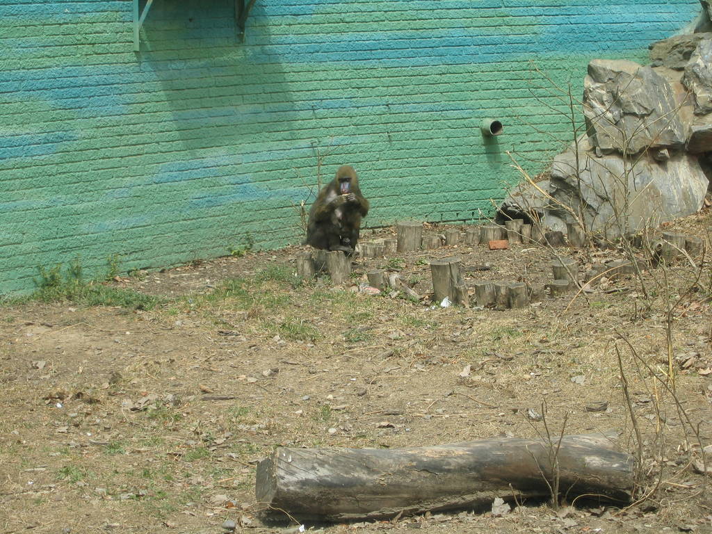 Mandrill enclosure, Beijing Zoo