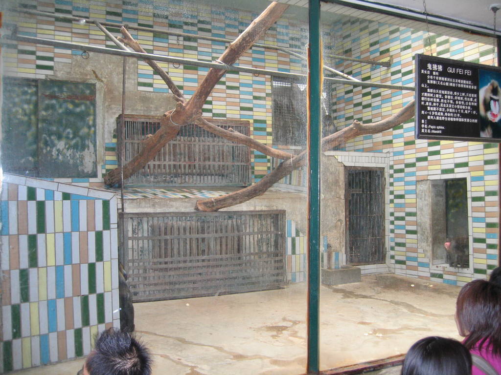 Mandrill enclosure, Beijing Zoo