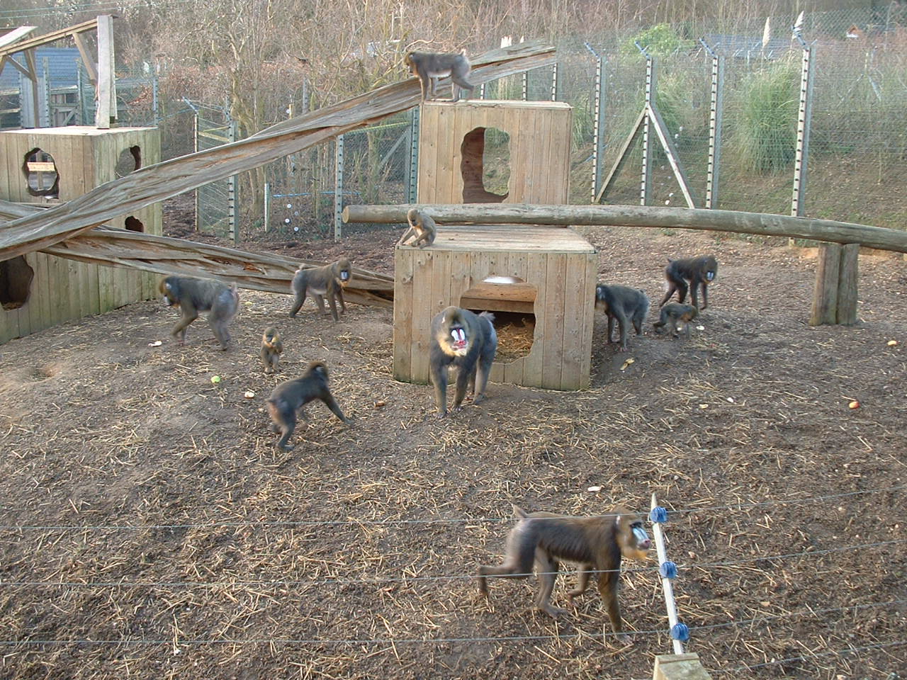 Mandrill Enclosure - Colchester 2006