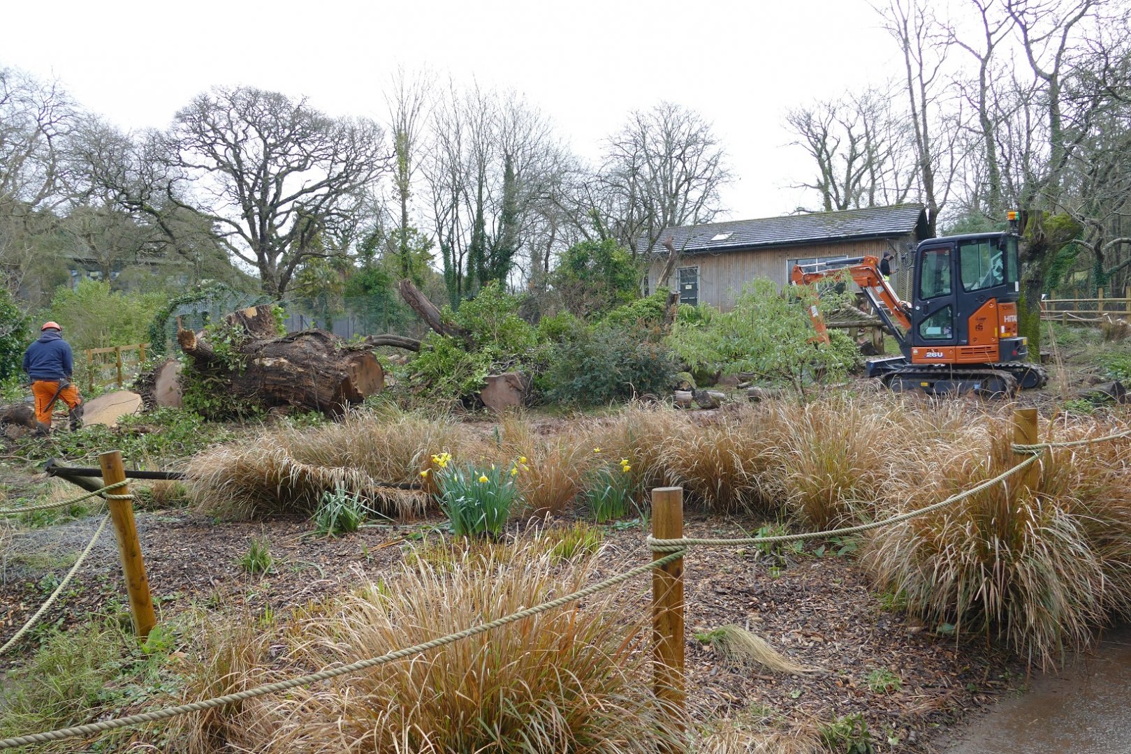 Mandrill enclosure, February 2022